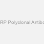 FKRP Polyclonal Antibody
